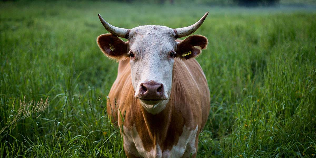 Home Furniture2 slide 1